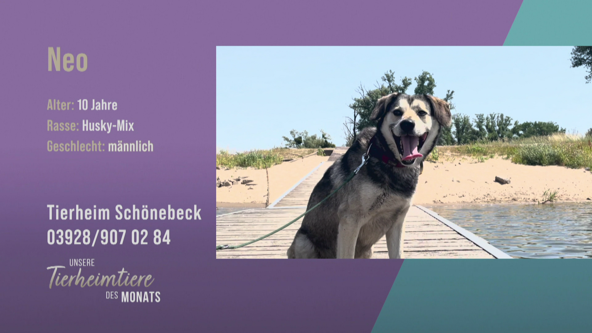 Für Menschen mit viel Liebe & Zeit: Husky-Labrador-Mix Neo