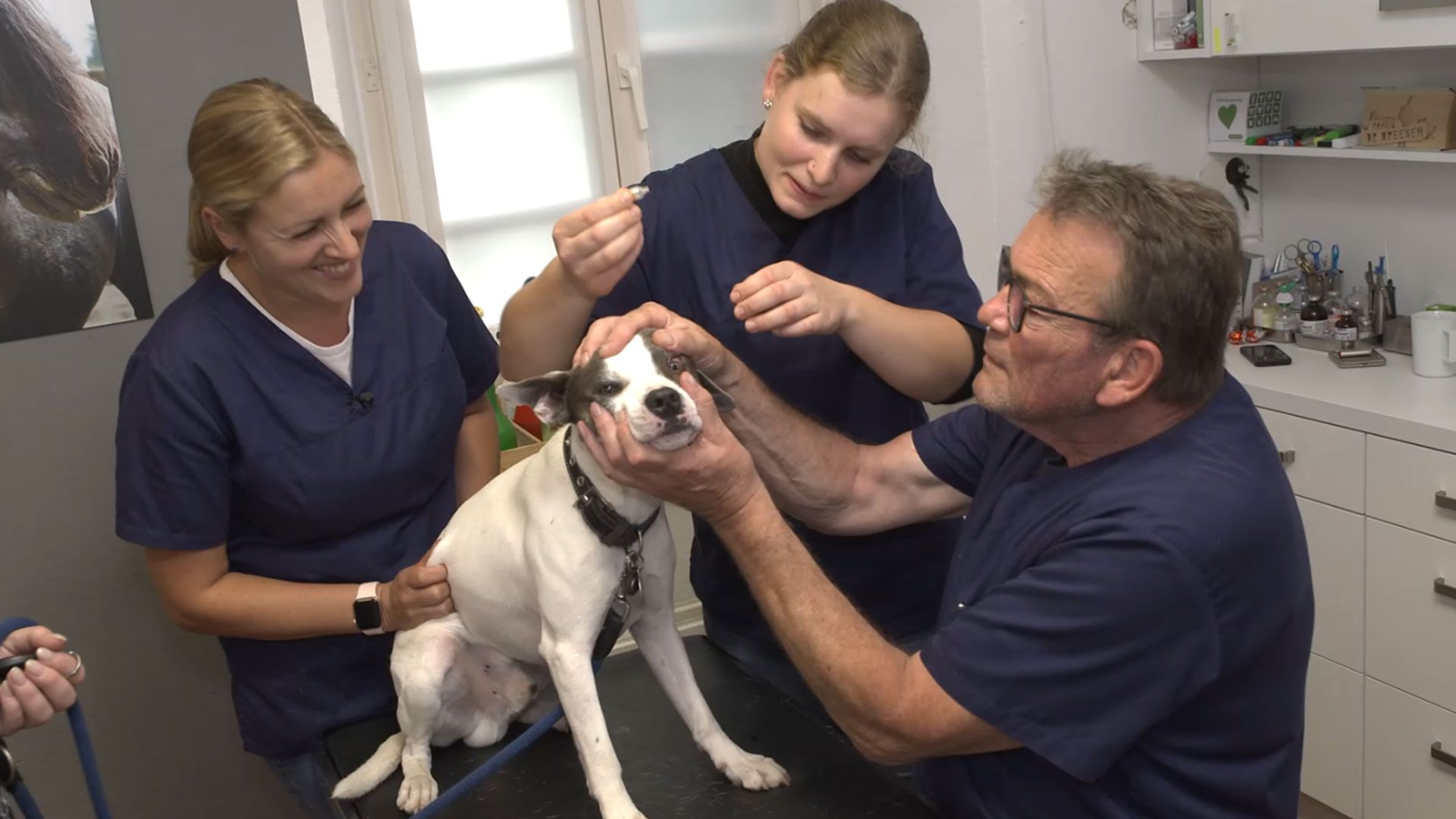 Geschwollenes Auge beim Bulldoggen-Mix Elliot