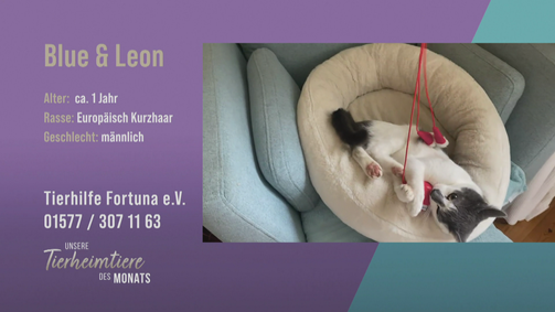Unsere Tierheimtiere des Monats Unsere Tierheimtiere des Monats Folge 33: Lebhaftes Brüder-Duo: Die Kater Blue und Leon