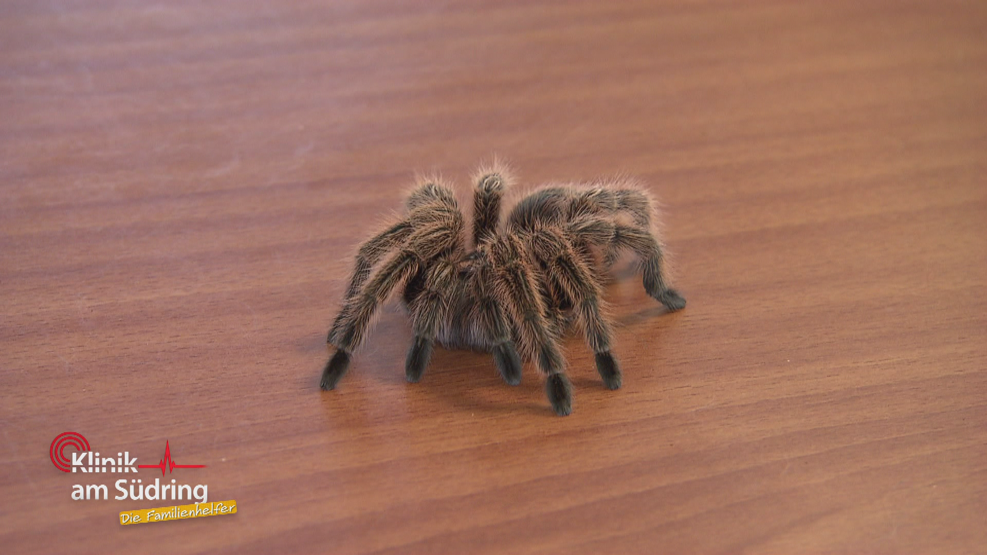 Pfui Spinne!