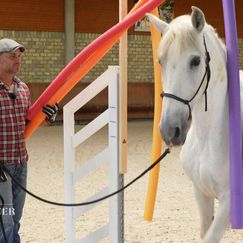Leichte Sprache: Der Pferdetrainer: Tipps von Experten für Besitzer