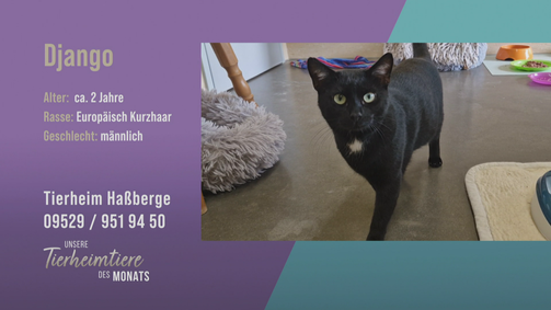 Unsere Tierheimtiere des Monats Unsere Tierheimtiere des Monats Folge 46: Verspielter Schmuseprofi: EKH-Kater Django