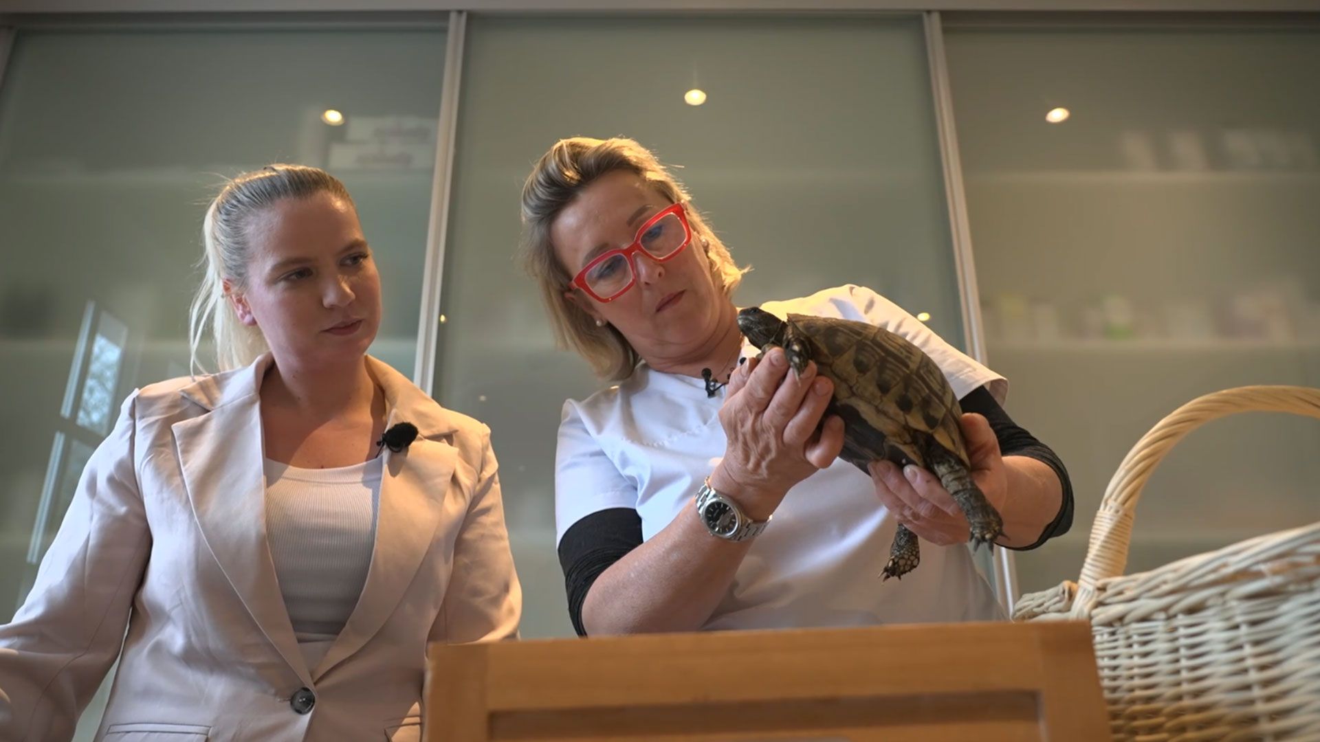 Schildkrötenfamilie auf dem Untersuchungstisch