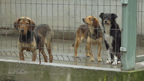 Straßenhund sucht Zuhause - André Vogt hilft Straßenhund sucht Zuhause - André Vogt hilft Folge 6: Fellkinder in Not in Kroatien
