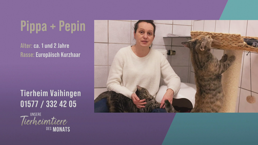 Unsere Tierheimtiere des Monats Unsere Tierheimtiere des Monats Folge 44: Für Katzen-Neulinge und Familien: Pippa & Pepin
