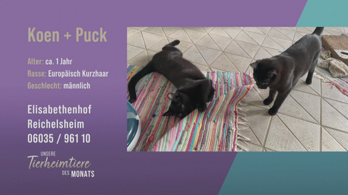 Unsere Tierheimtiere des Monats Unsere Tierheimtiere des Monats Folge 35: Kater-Kombi für Familien: Koen und Puck