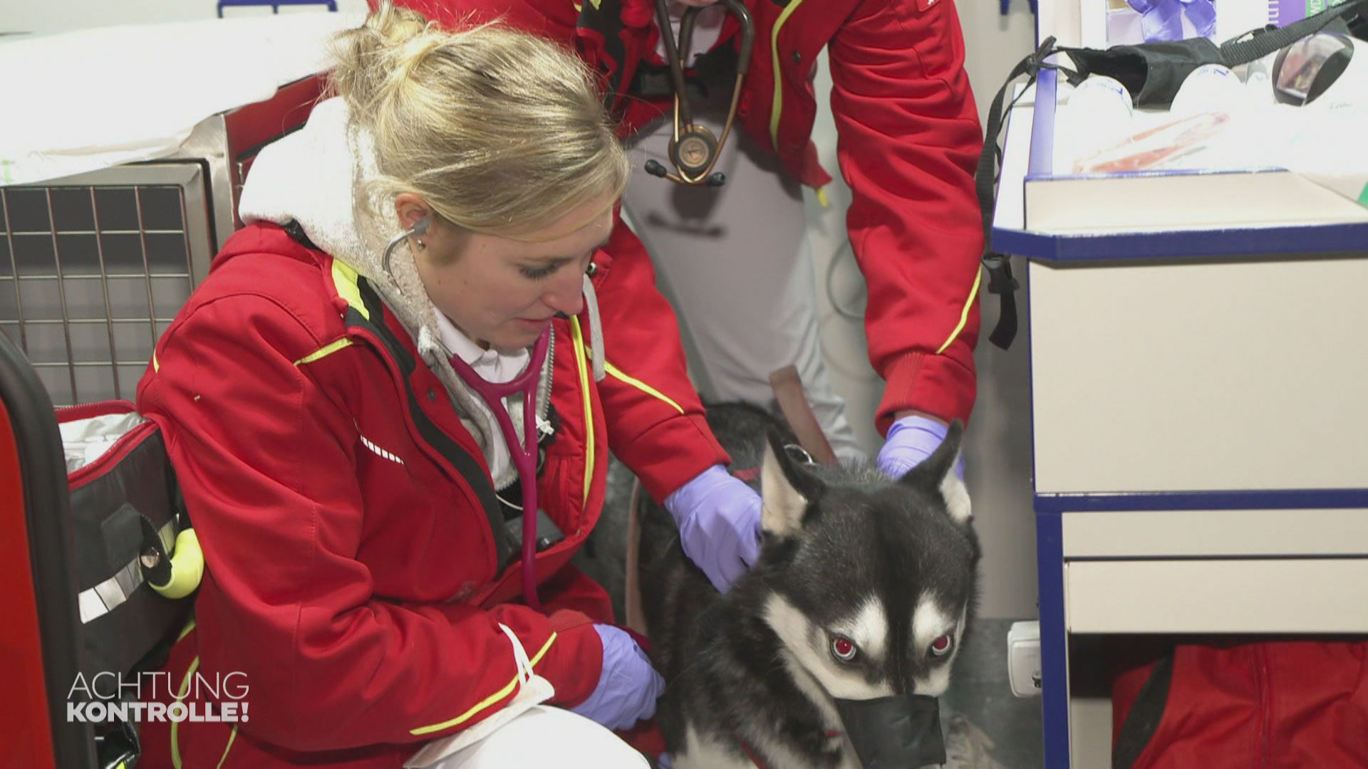 Husky in Not - Tierrettung München