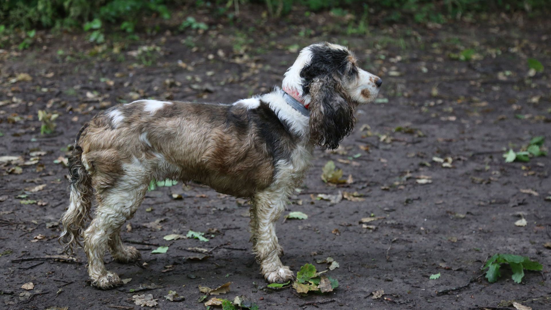 Marley, Tilly und Monti