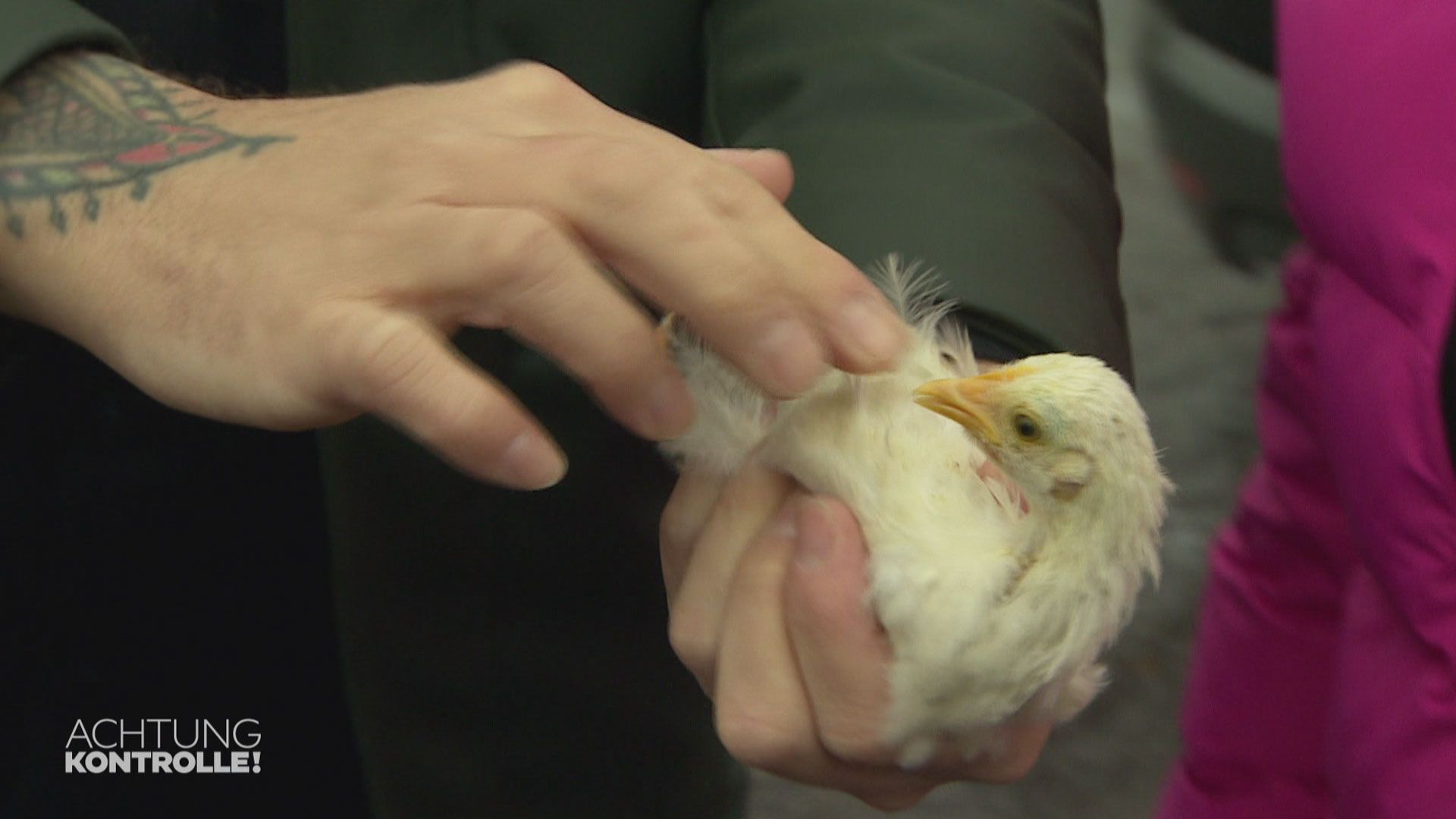 Stefan Klippstein - Hühner-Rettung 