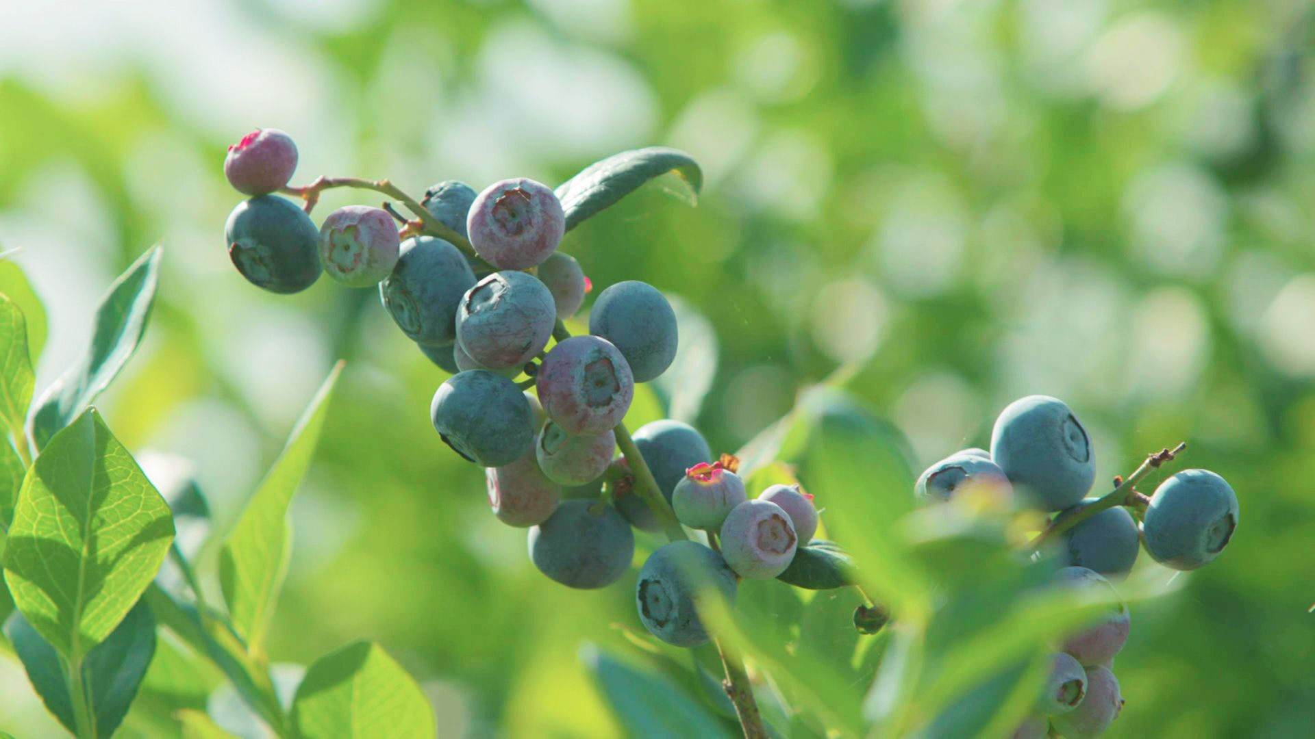 Der Weg der Blaubeeren