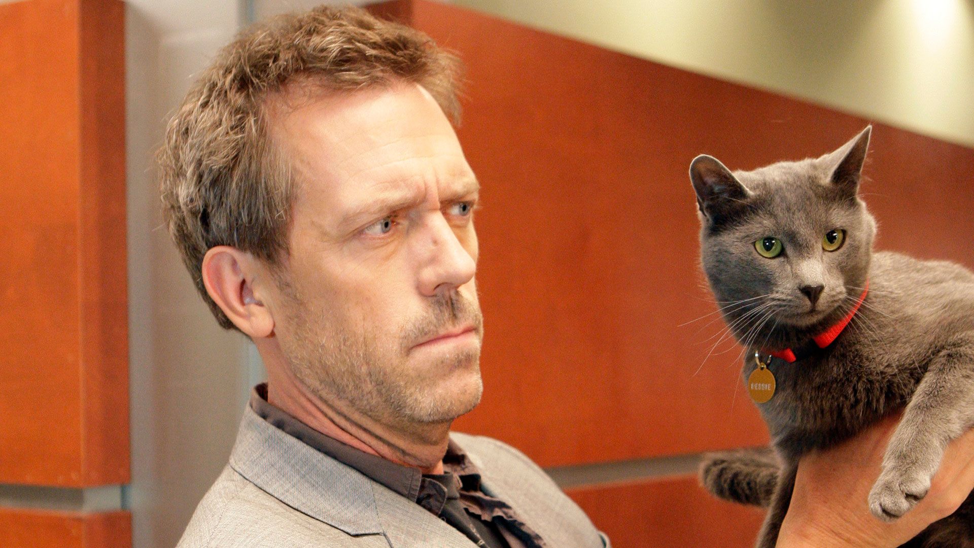 Wenn die Katze kommt ...