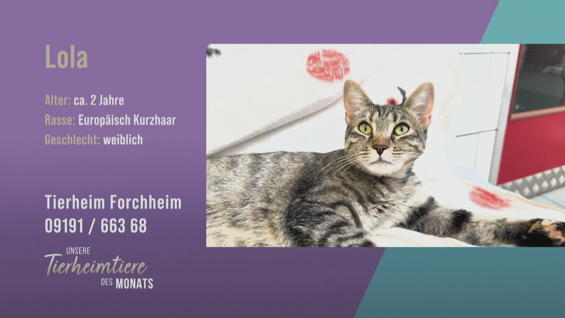 Freundliche Fundkatze Lola auf der Suche nach einem liebevollen Zuhause