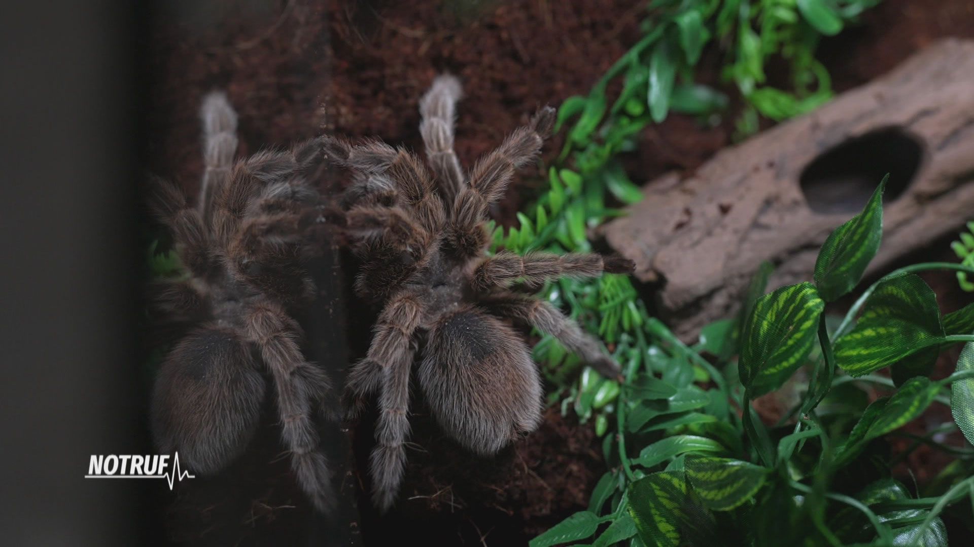 Von der Spinne gebissen... oder nicht?