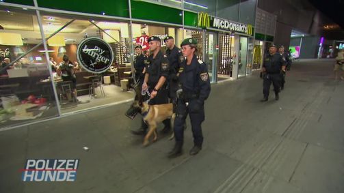 Polizeihunde - Verbrecherjagd mit Biss! Polizeihunde - Verbrecherjagd mit Biss! Folge 3: Polizeihunde - Verbrecherjagd mit Biss! - Staffel 1 Folge 3