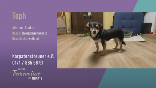 Unsere Tierheimtiere des Monats Unsere Tierheimtiere des Monats Folge 36: Blinde Hundedame sucht ein neues Zuhause