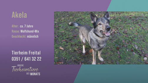 Unsere Tierheimtiere des Monats Unsere Tierheimtiere des Monats Folge 37: Freundlich und ruhig: tschechischer Wolfshund-Mix Akela