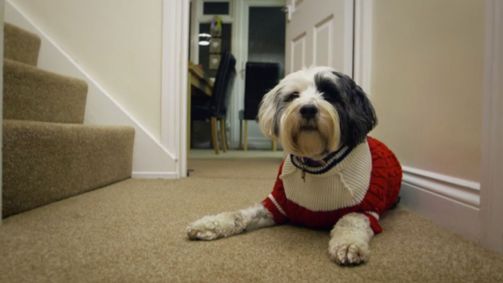 Der Super Doc - Einsatz für 4 Pfoten Der Super-Doc - Einsatz für 4 Pfoten Folge 3: Betsy, Beau und Rosie