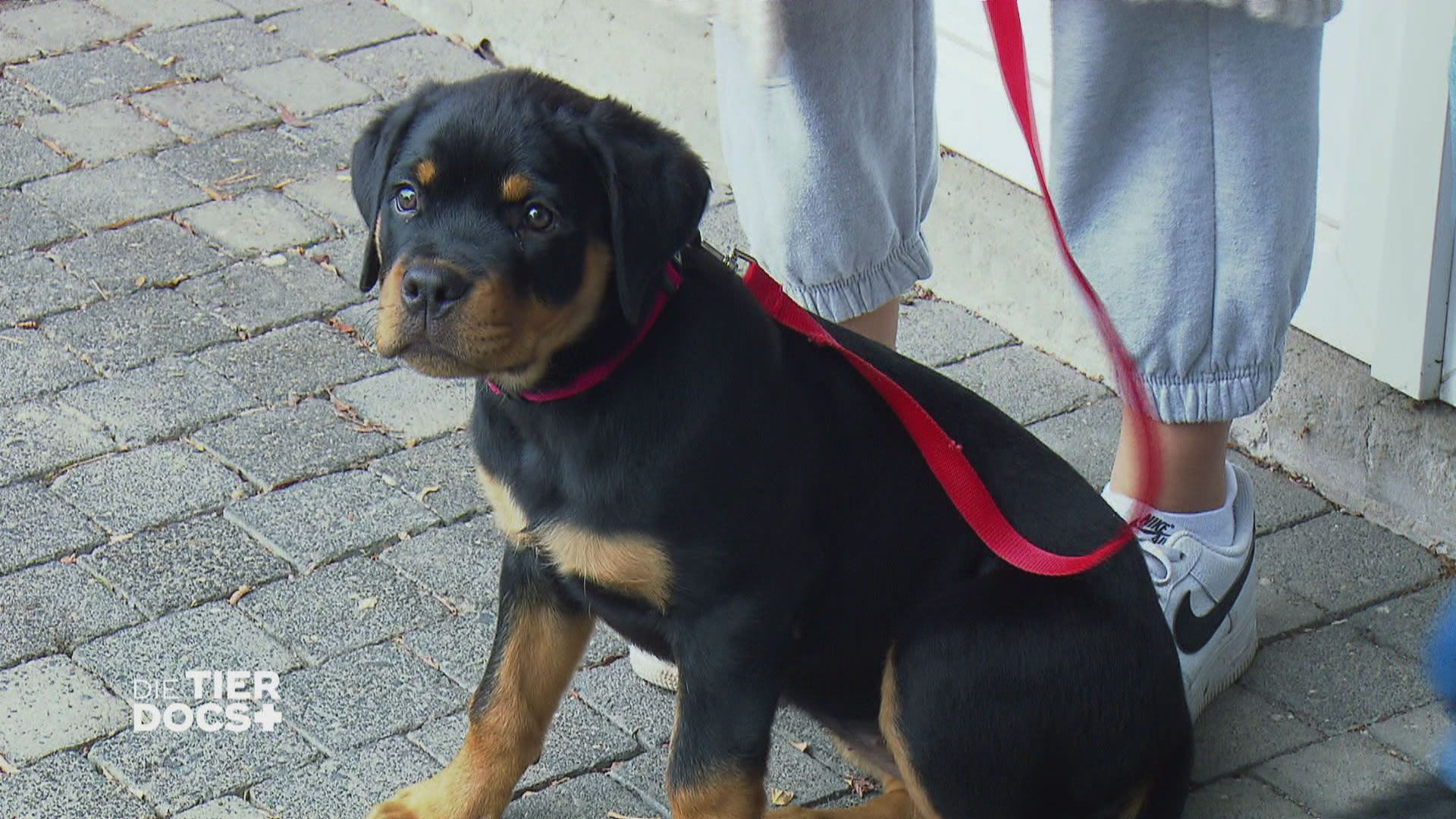 Rottweiler Baby braucht Hilfe