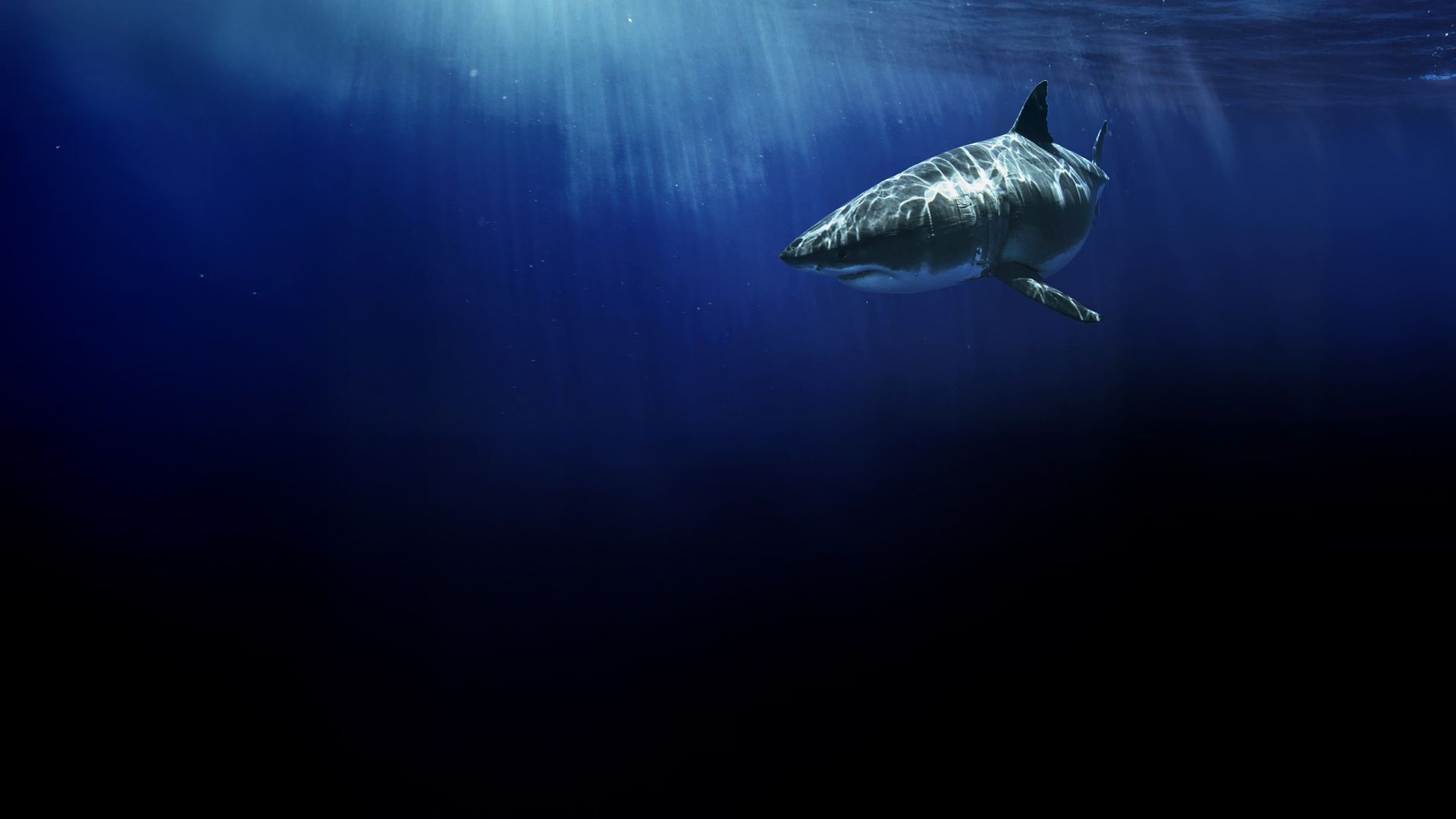 Die berühmtesten Haie der Welt