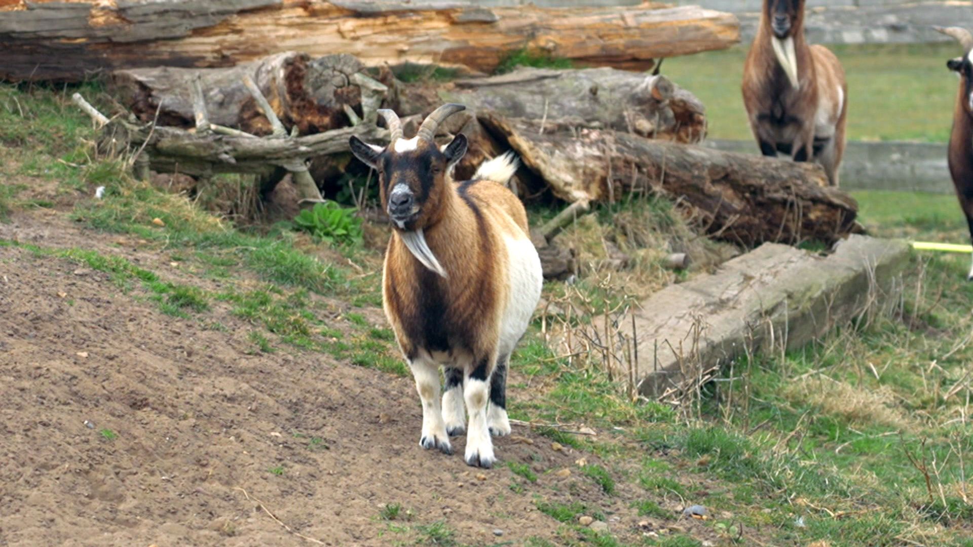 Große Impfaktion auf Sylt: Ziege gegen Tierärztin