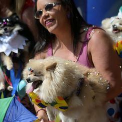 Hunde in Kostümen beim Karneval in Rio