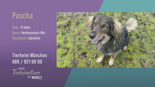 Unsere Tierheimtiere des Monats Unsere Tierheimtiere des Monats Folge 40: Zutraulich und aktiv: Herdenschutz-Mix Pascha