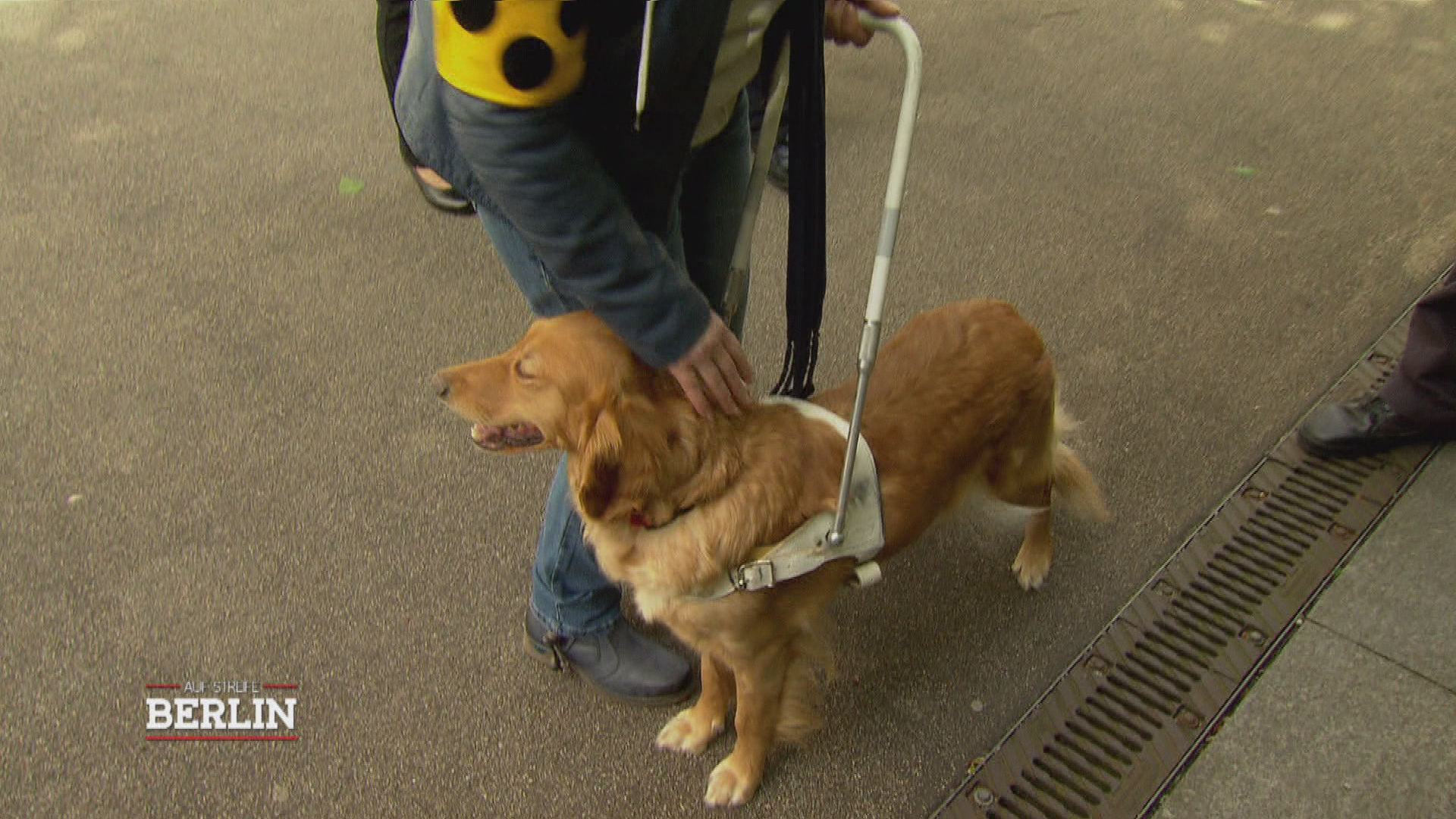 Der geklaute Blindenhund