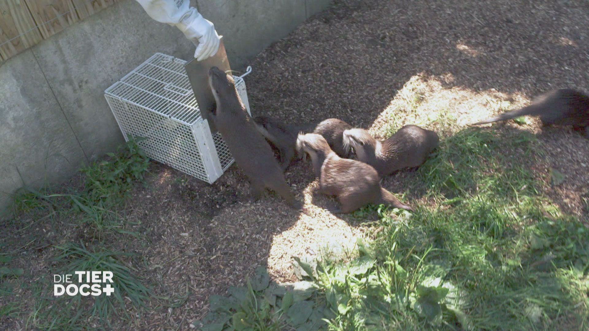 Eine freche Otterbande hat keine Lust auf Impfen