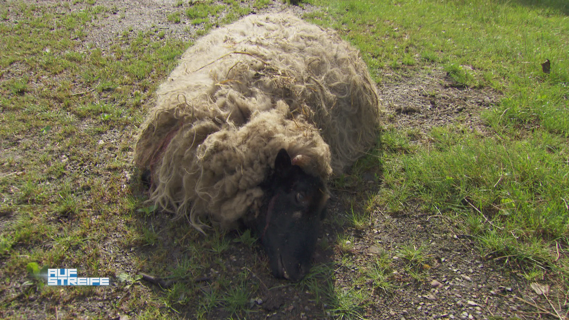 Ein entlaufenes Schaf und andere Katastrophen