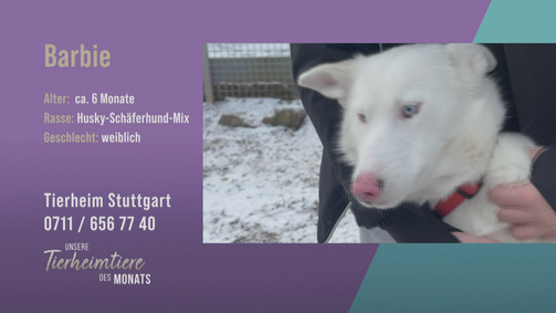 Unsere Tierheimtiere des Monats Unsere Tierheimtiere des Monats Folge 41: Zuckersüß und aktiv: Husky-Schäferhund-Mix Barbie