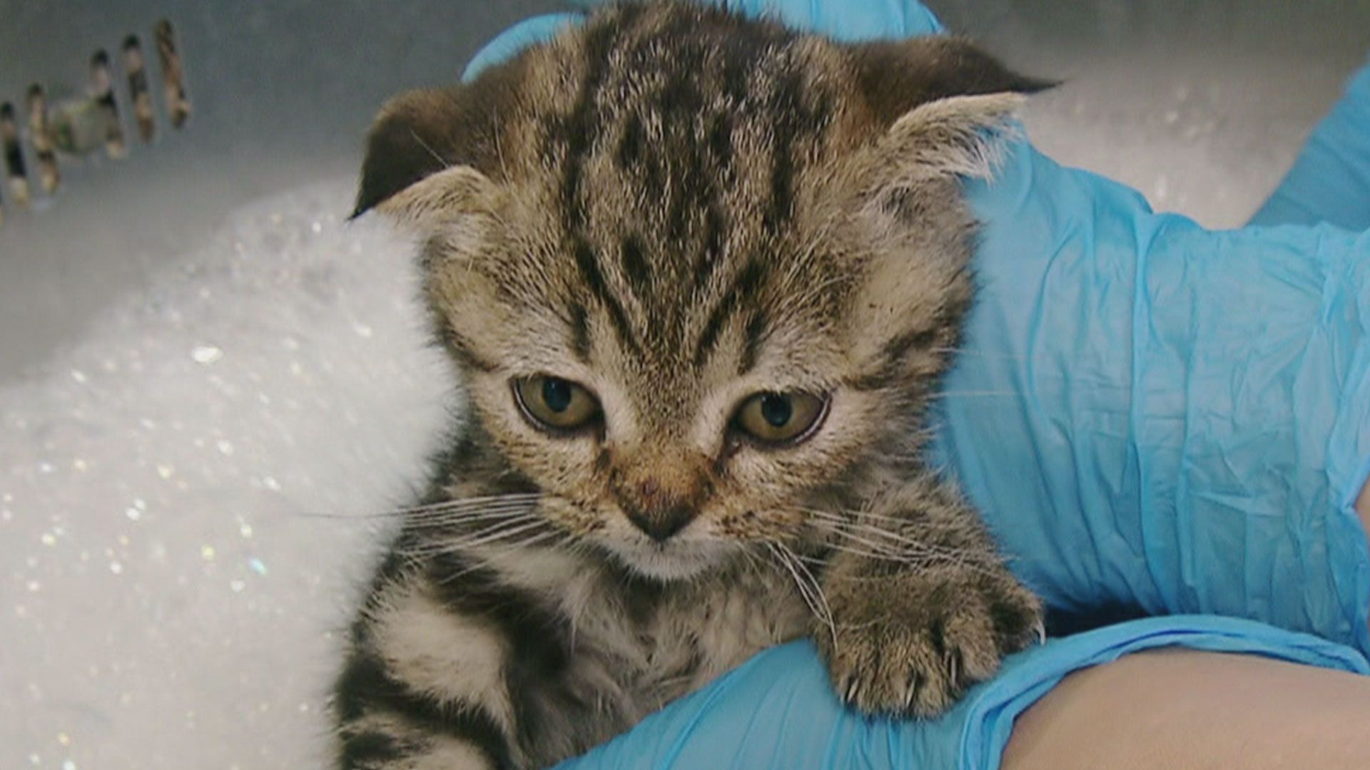 Schwerkrankes Katzenkind braucht dringend Hilfe