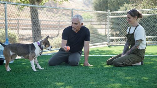 Cesar Millan: Better Human Better Dog - Bessere Menschen, bessere Hunde Cesar Millan: Better Human Better Dog - Bessere Menschen, bessere Hunde Folge 5: Fürsorge leicht gemacht