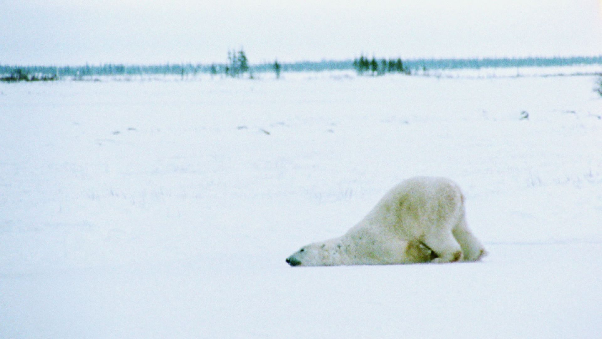 Warum ist Schnee eigentlich weiß?