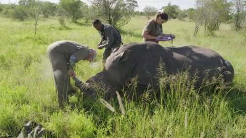 Extreme Airport Africa Extreme Airport Africa Folge 1: Mit Kettensäge auf Safari