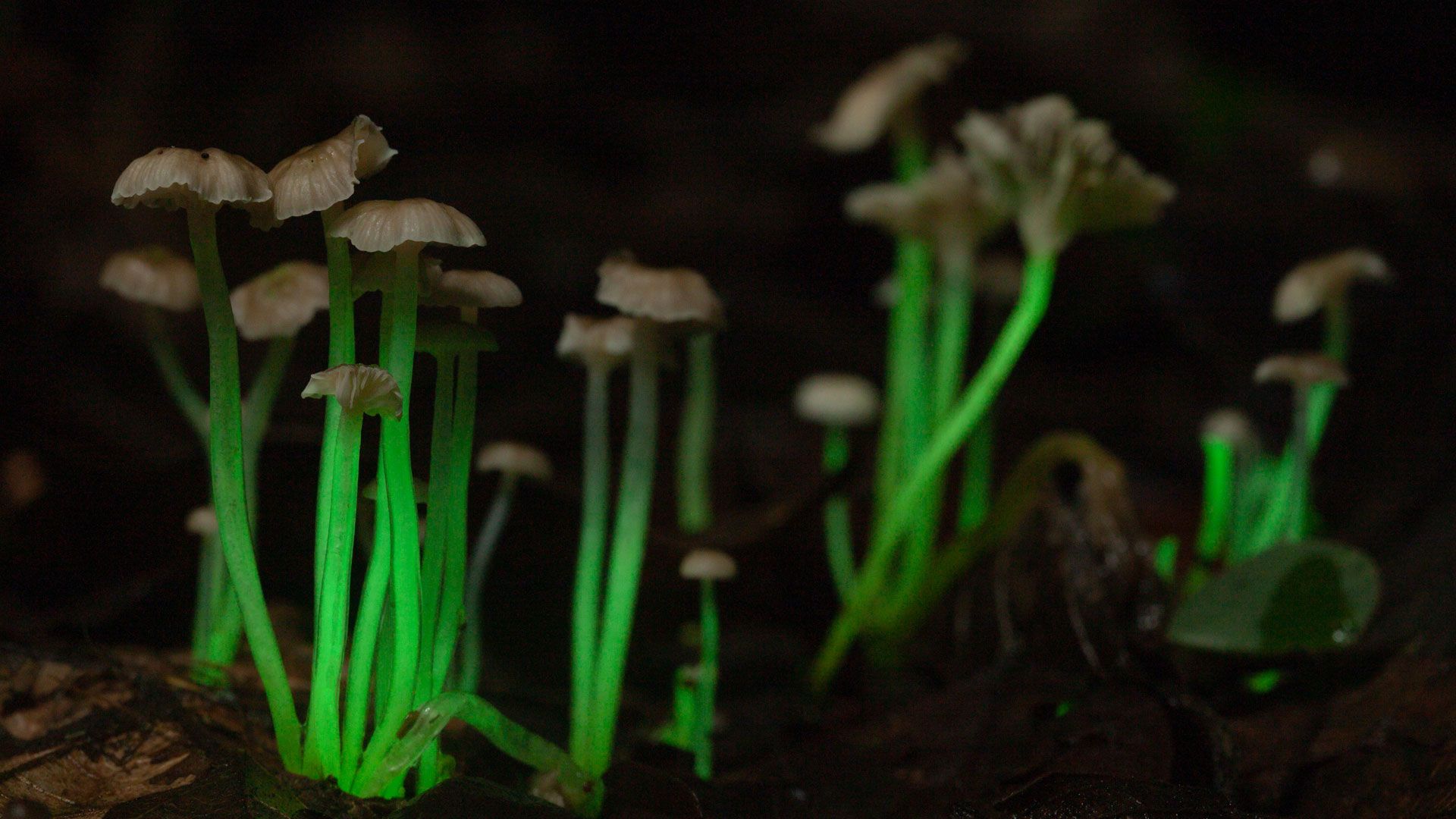 Geheimnisvolles Leuchten - Biolumineszenz