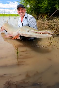 Giganten unter Wasser - Riesenfischen auf der Spur