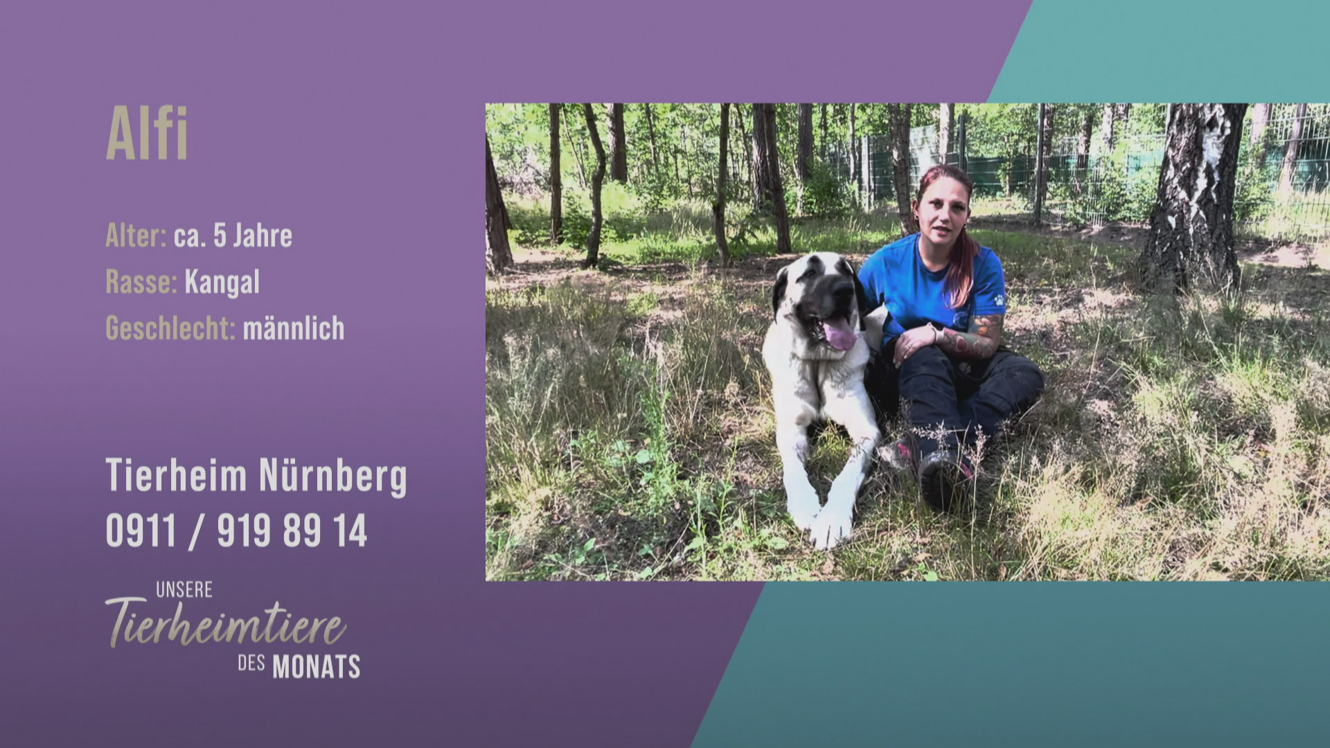 Ein neues Zuhause mit viel Platz für Kangal-Rüde Alfi
