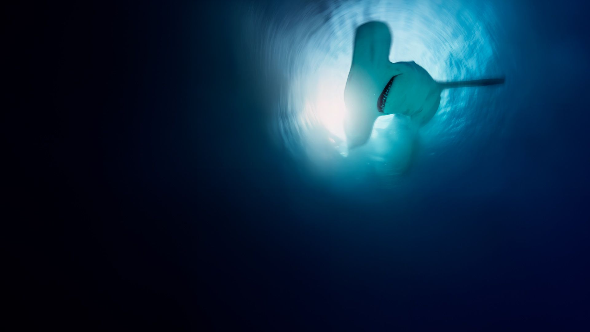 Haie gegen den Rest der Welt