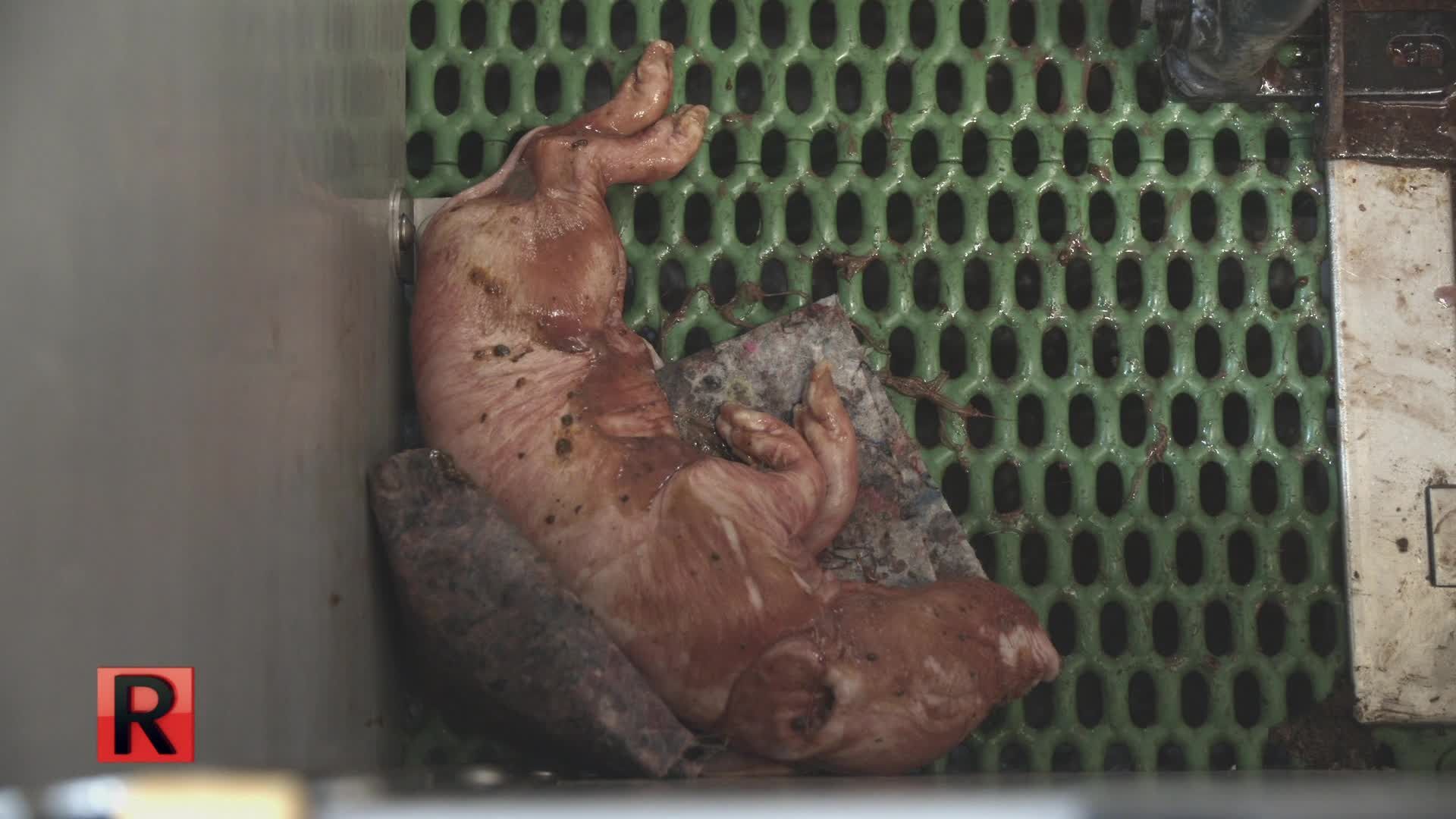 ATV Die Reportage: Weg des Billigfleischs