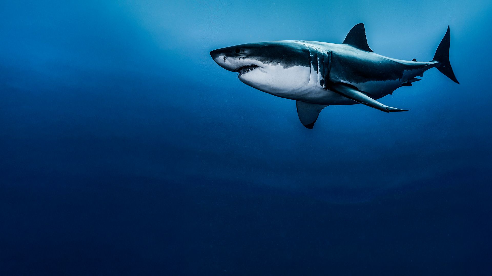 Killer of the Great White