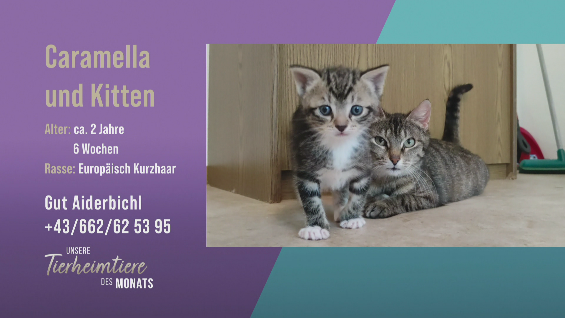 Eine liebenswerte kleine Katzenfamilie 