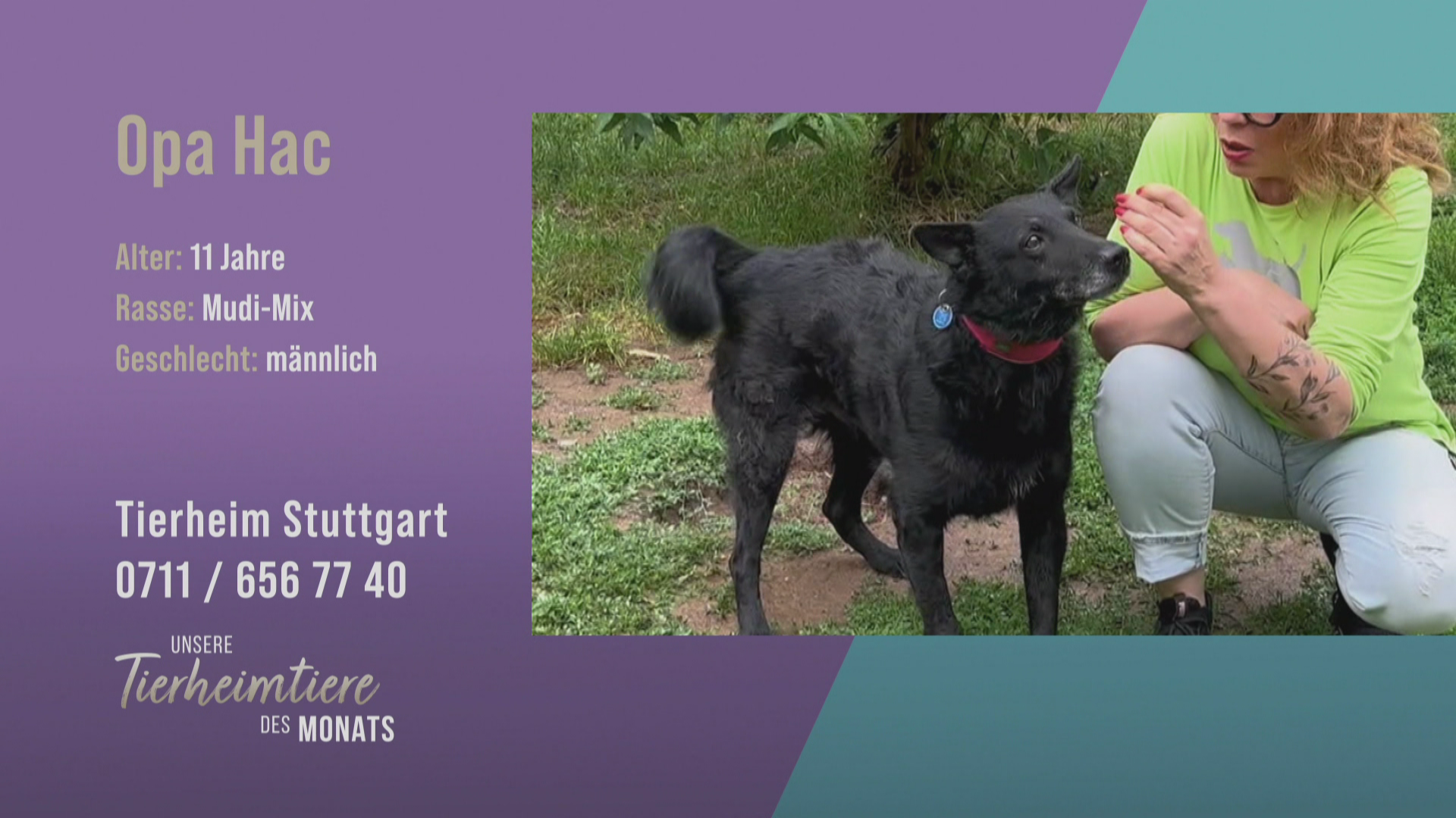 Immer noch fit und agil: Mudi-Mix Opa Hac