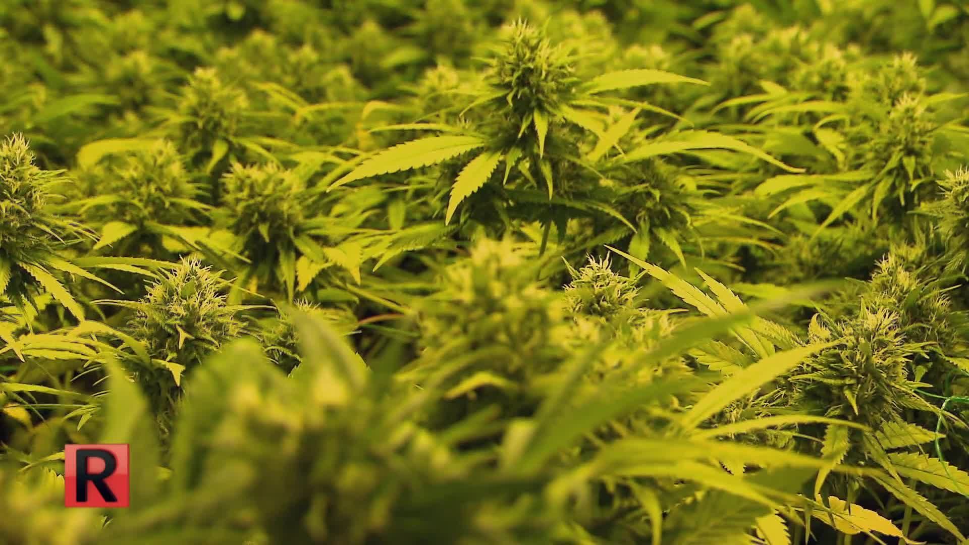 ATV Die Reportage - Kiffer - von CBD und THC