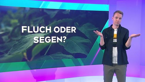 KLIMAHELDiNNEN KLIMAHELDiNNEN - Das Nachhaltigkeits-Magazin - Staffel 3 Folge 222: Invasive Pflanzenarten in Österreich