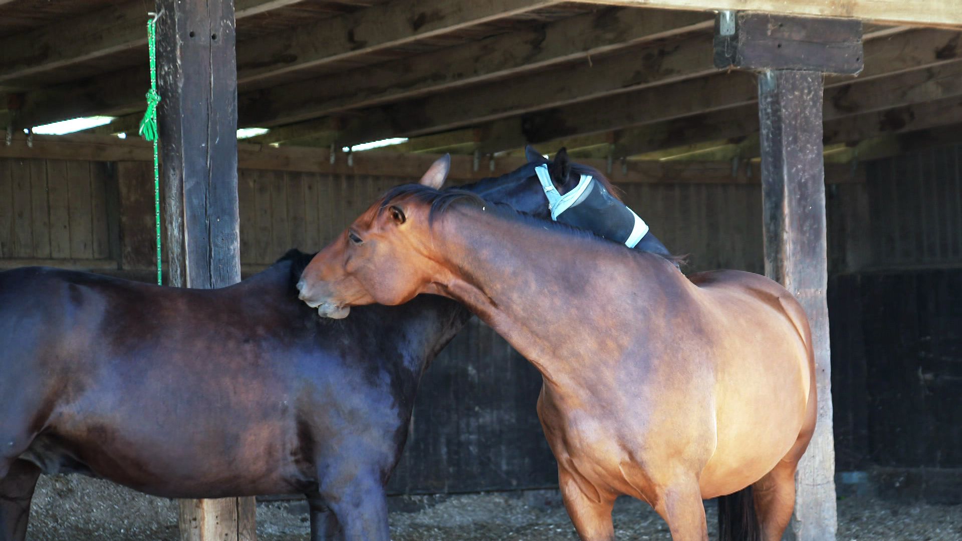Großbesuch bei Dr. Herbert Dreesen