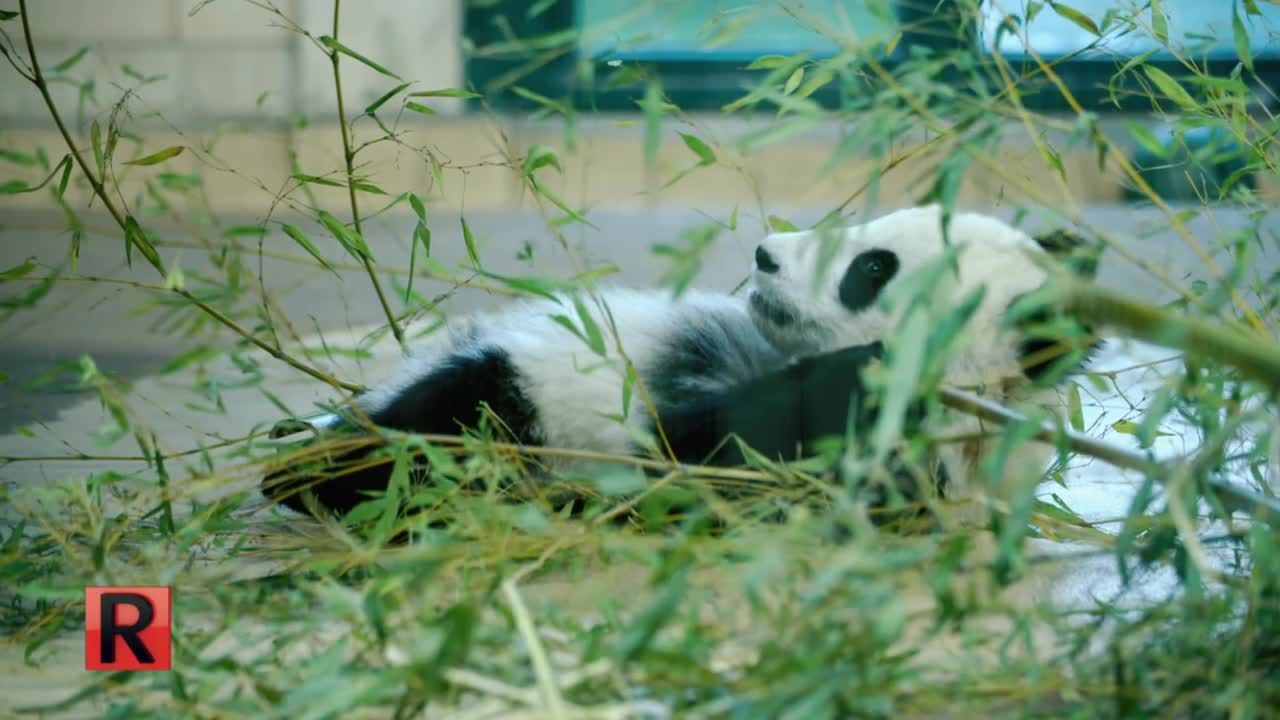 ATV Die Reportage - Babyboom in Österreichs Tiergärten
