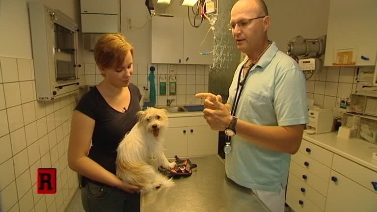 ATV Die Reportage - Tiertransporte