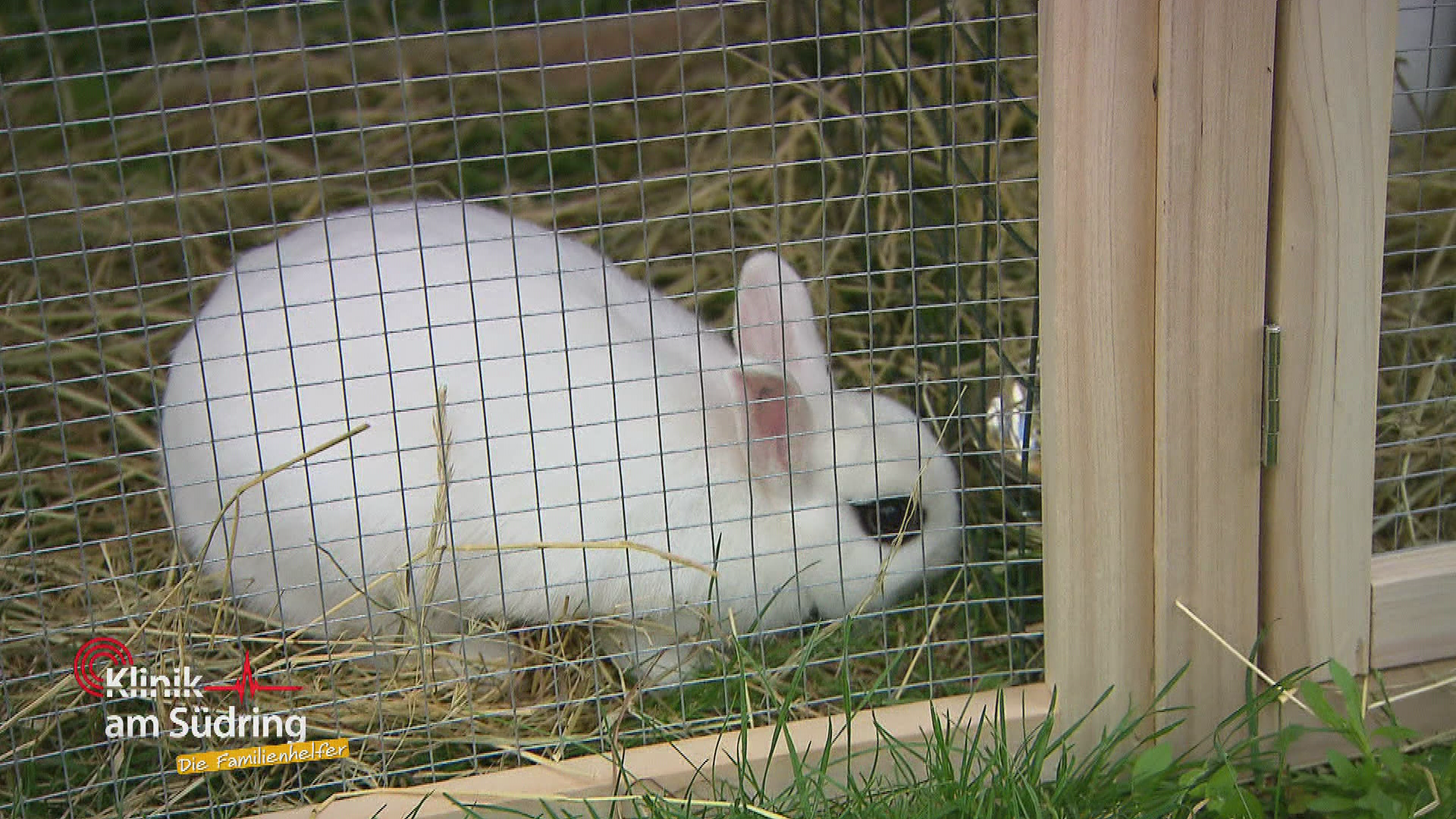 Hoppelhase