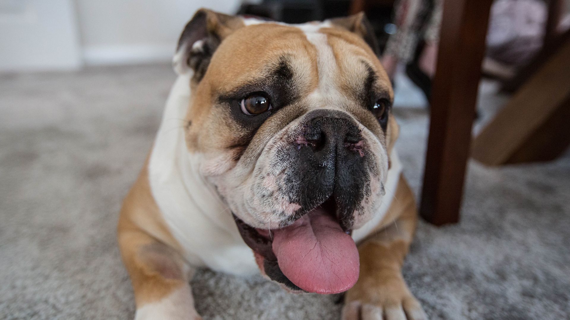 Ralph, Scrumpy und Buster