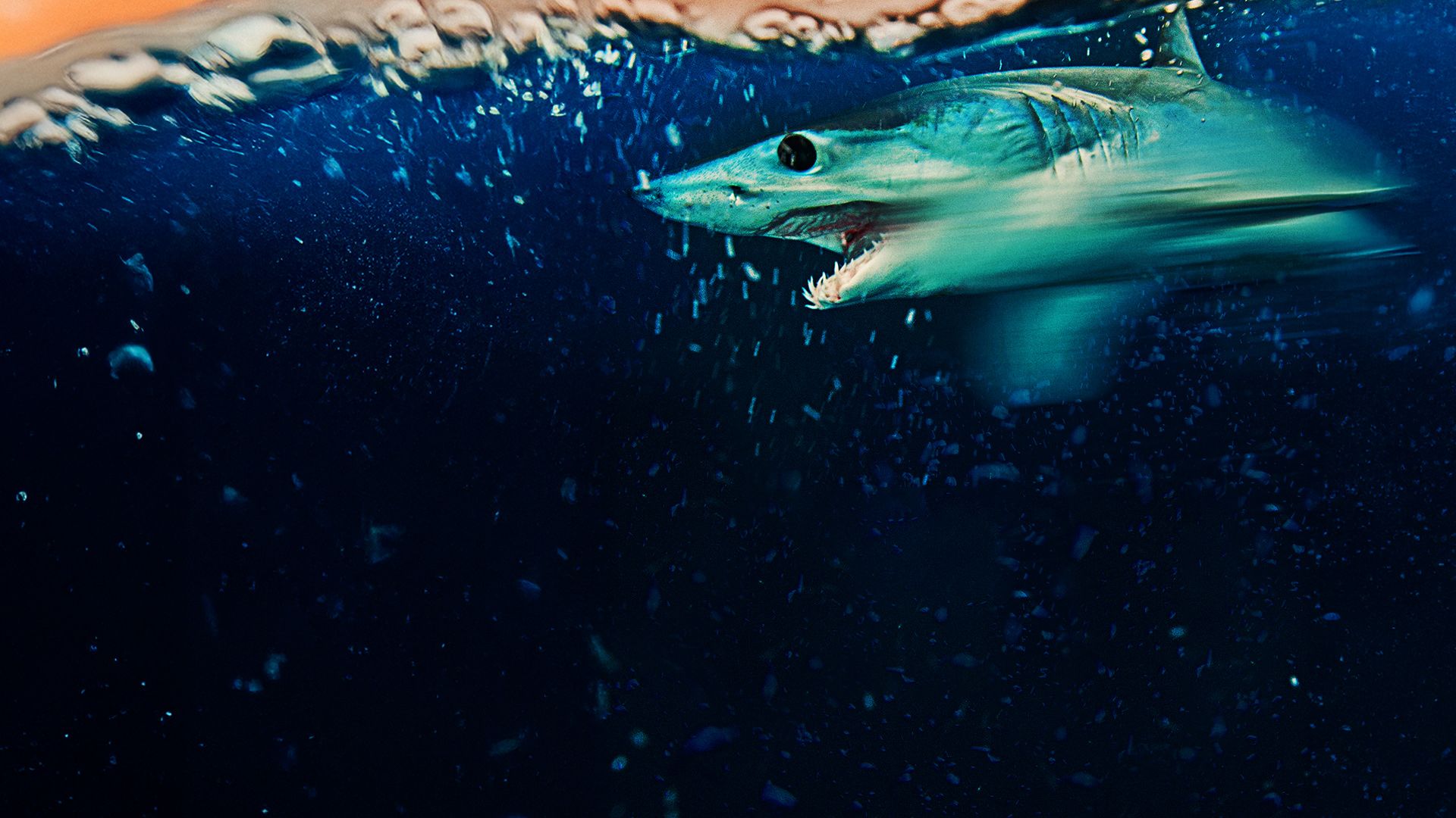 Makohaie vor Kalifornien